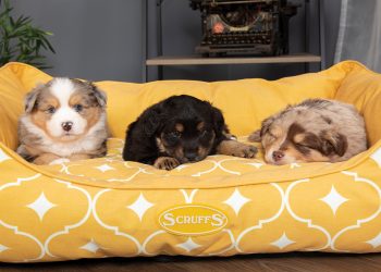 New year, same luxury from Scruffs® Pet Bedding