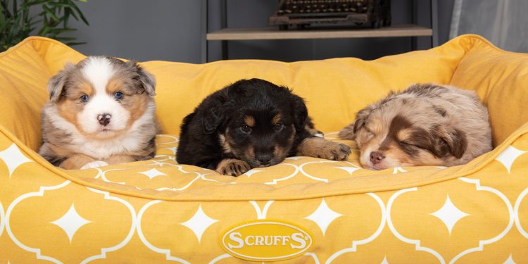 New year, same luxury from Scruffs® Pet Bedding